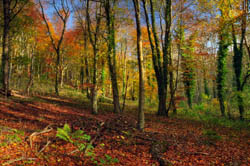 Brighstone Forest